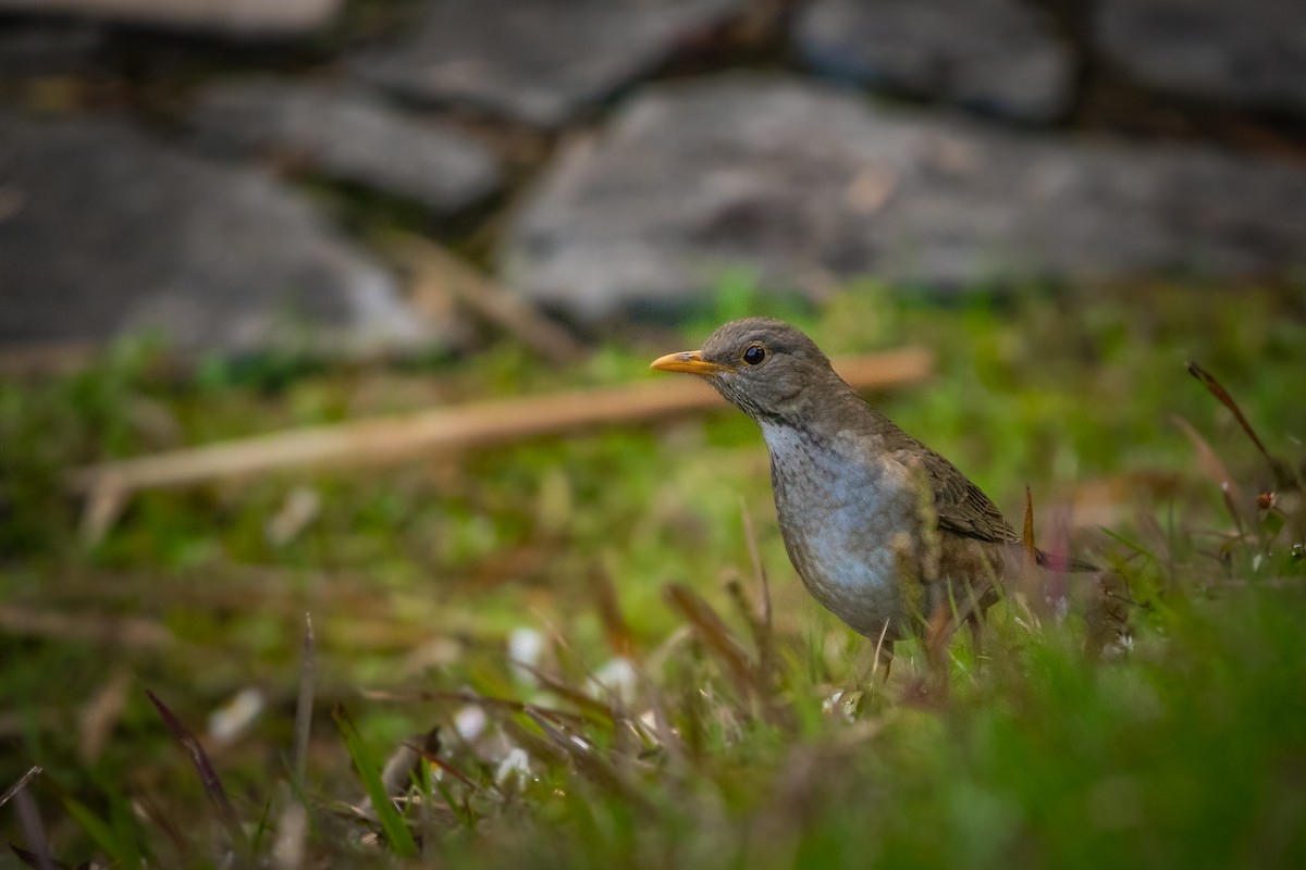 Tickell's Thrush - ML609496773