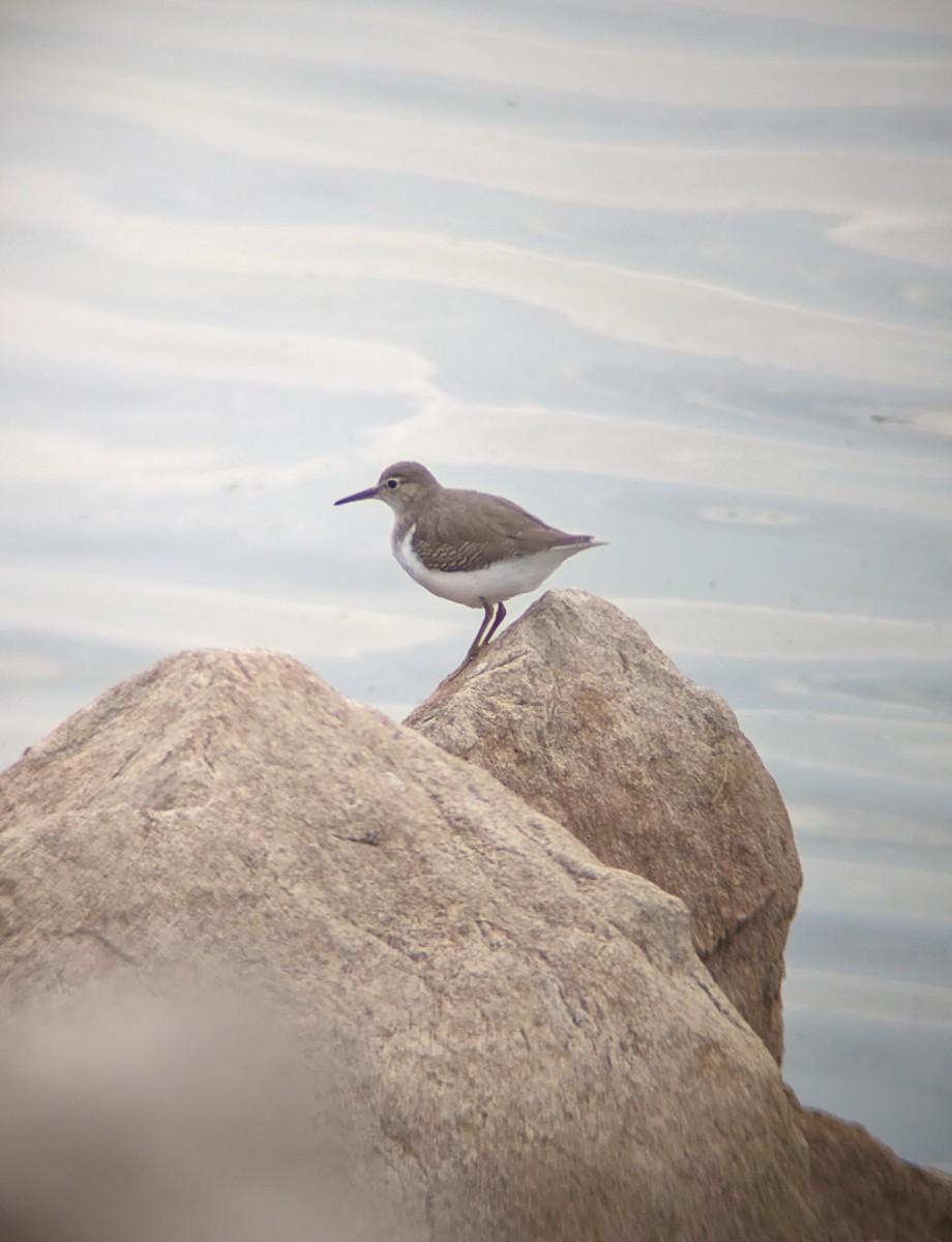 Spotted Sandpiper - ML609496867