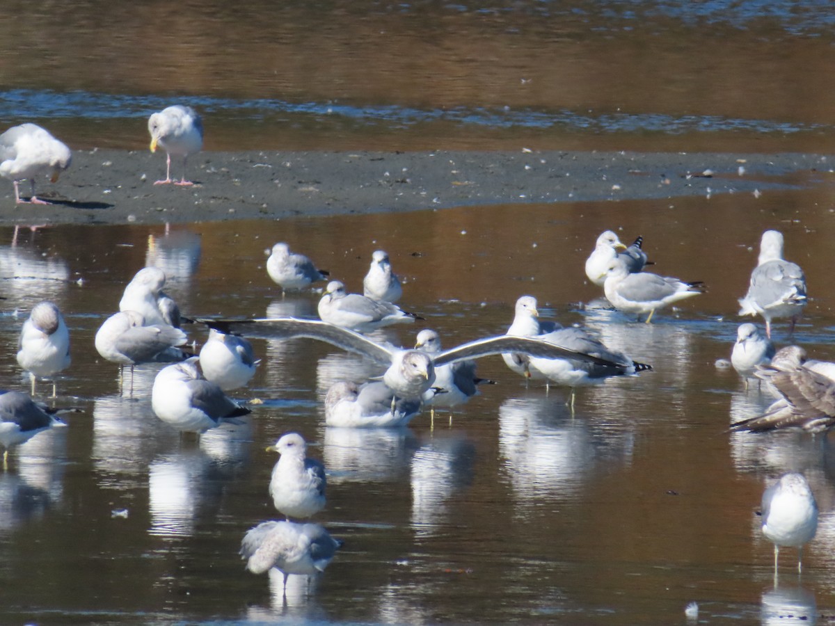 Gaviota Californiana - ML609496882