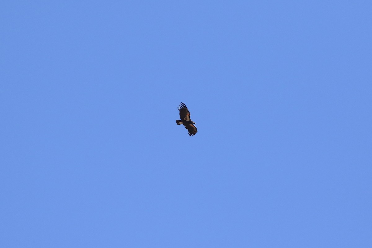 Condor de Californie - ML609496992