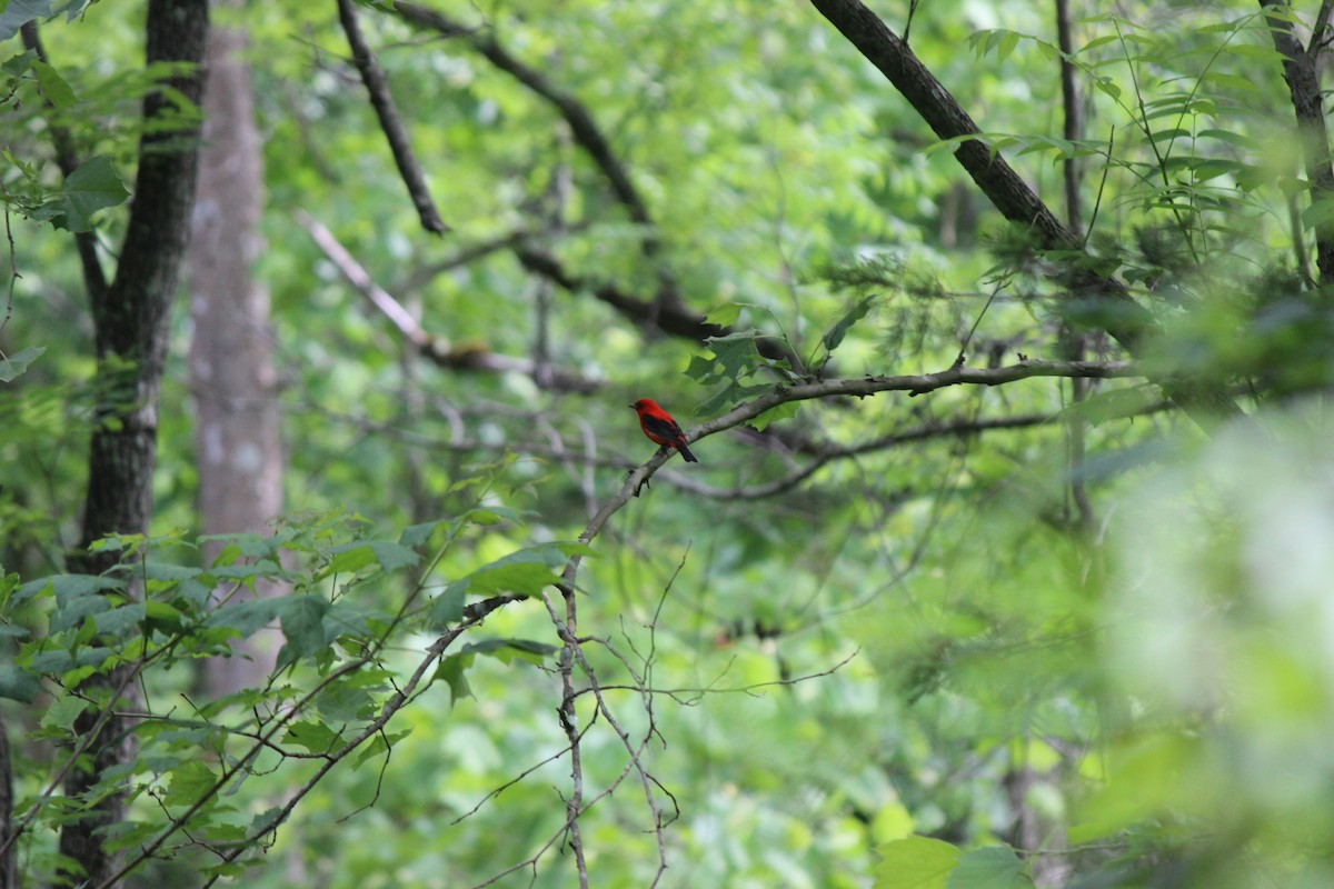 Scarlet Tanager - ML609497011
