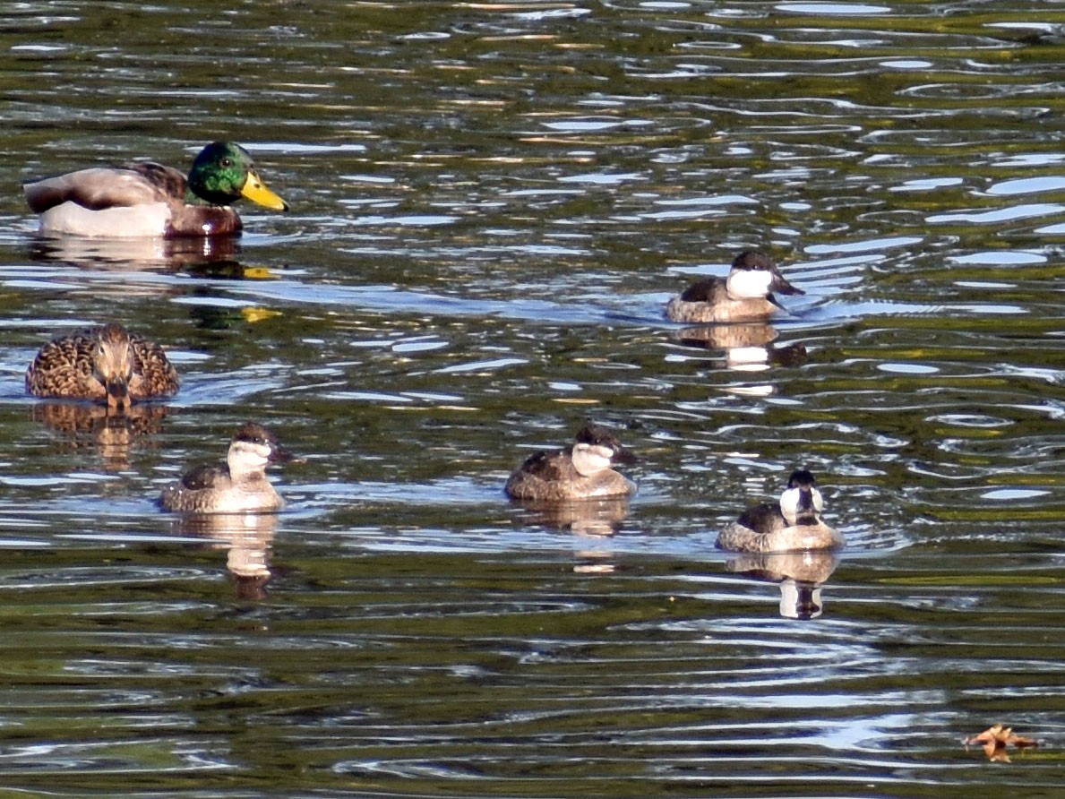 Ruddy Duck - ML609497067
