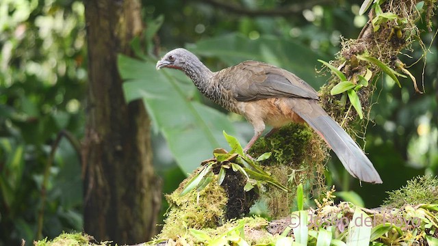 Colombian Chachalaca - ML609497072