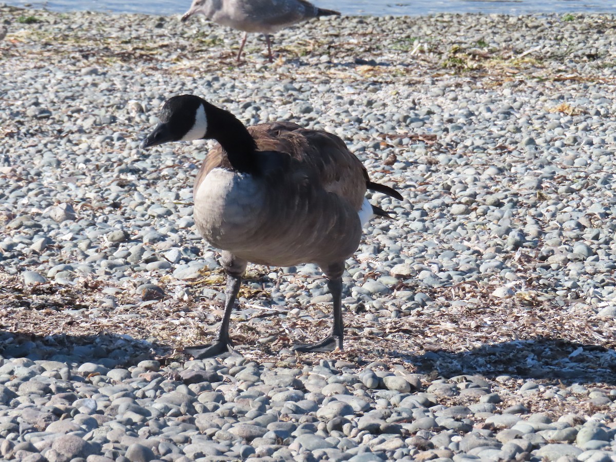 Canada Goose - ML609497102