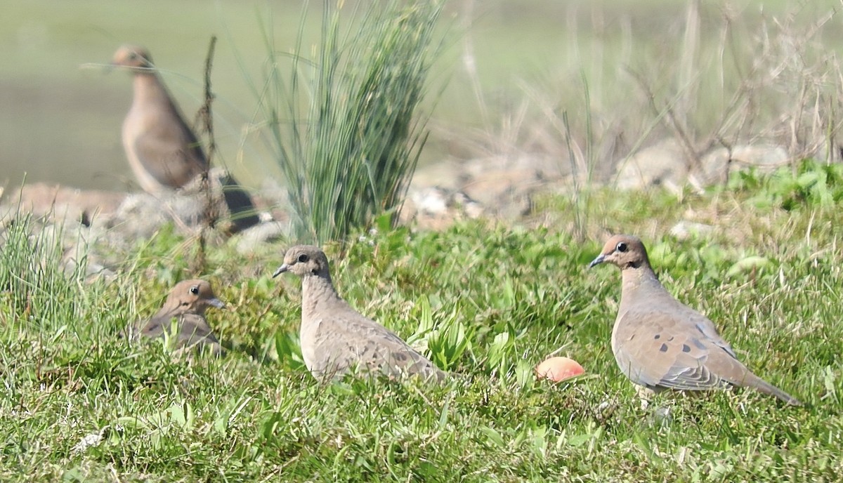 Carolinataube - ML609497105