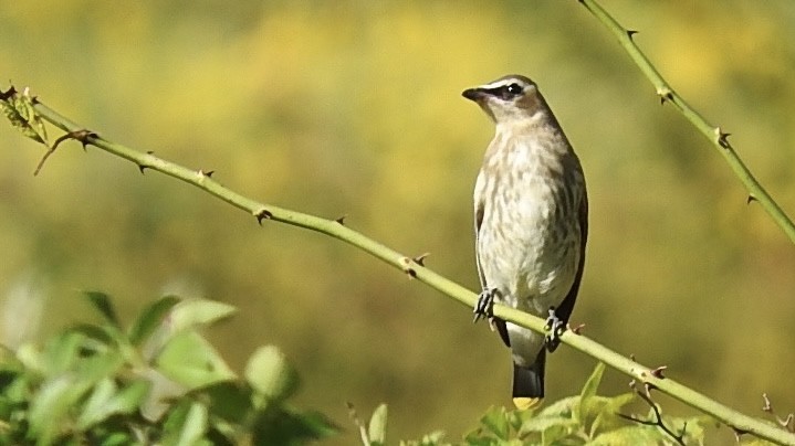 Cedar Waxwing - ML609497131