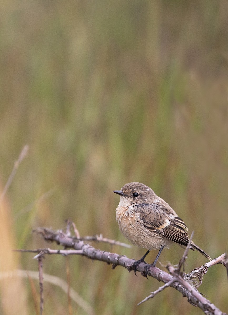 Siberian Stonechat - ML609497157