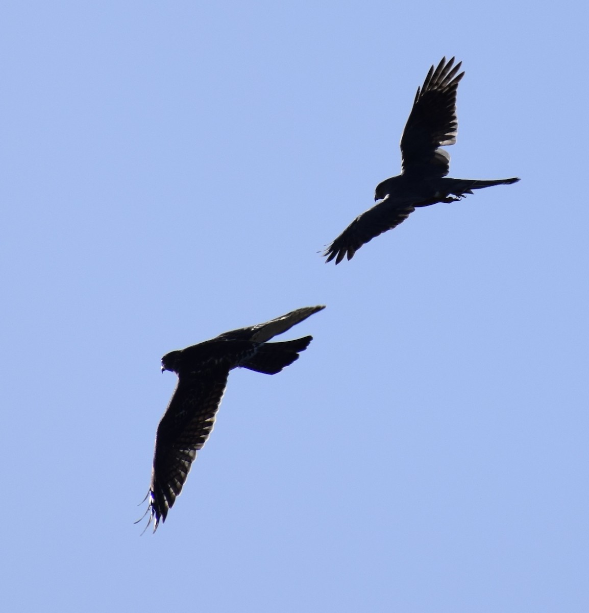 Broad-winged Hawk - David Zechman