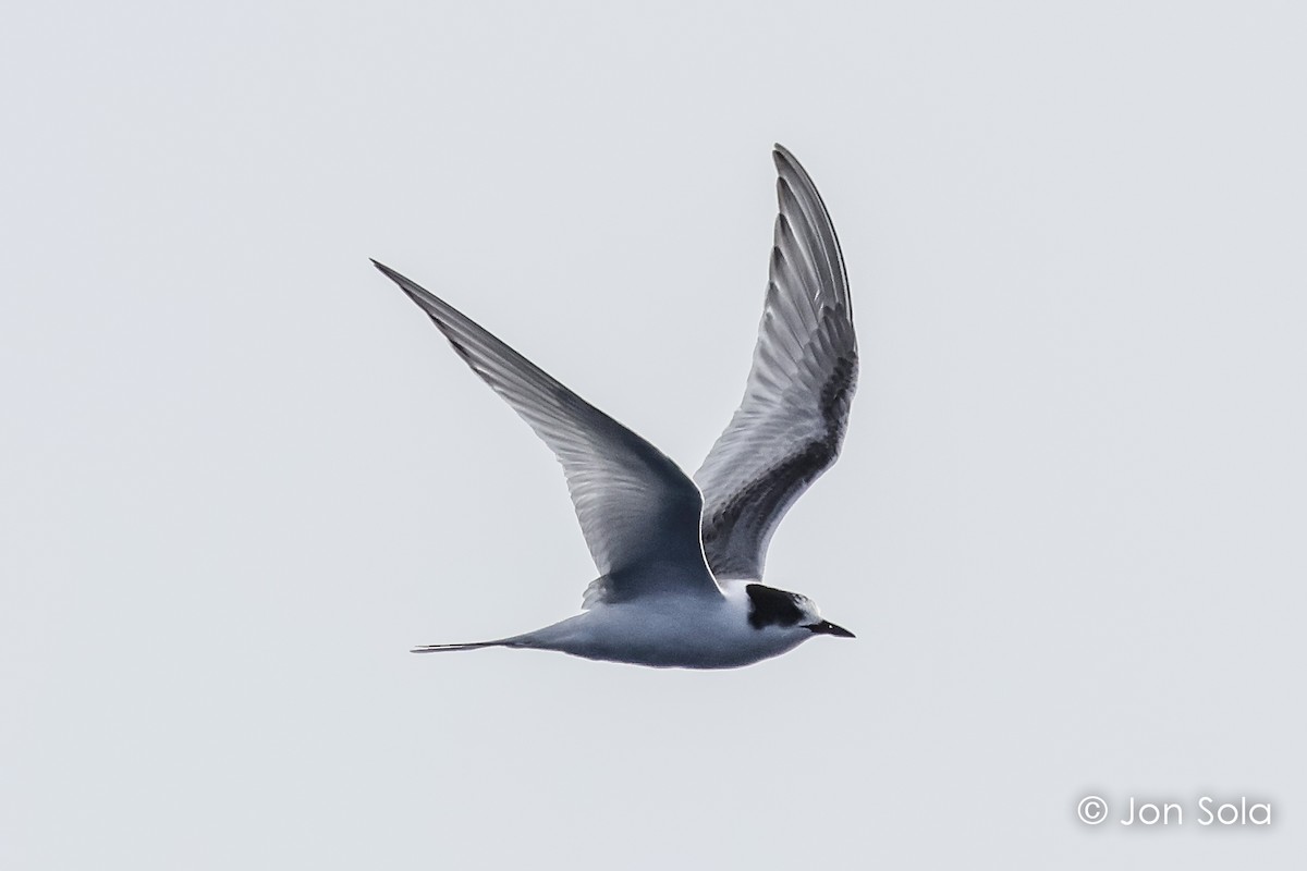 Arctic Tern - ML609497221