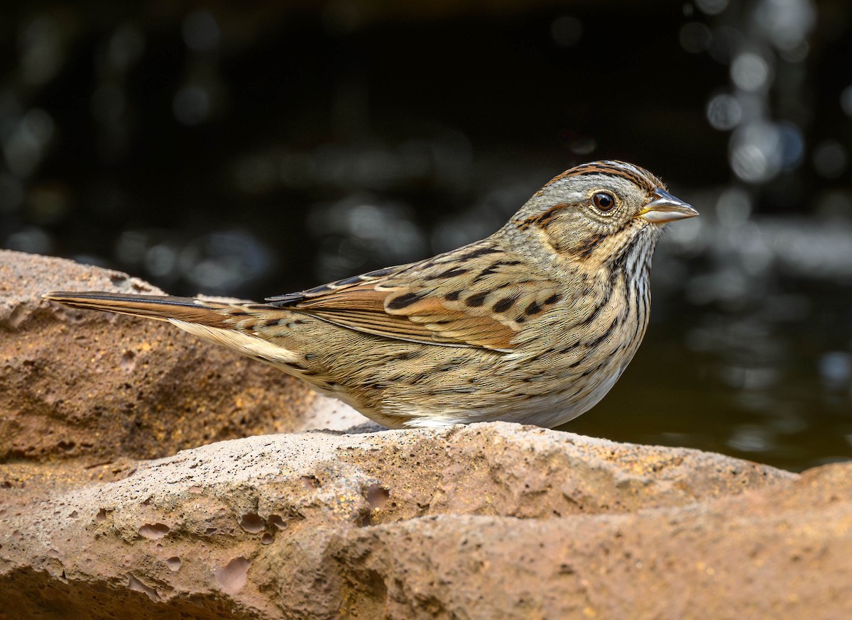 Lincoln's Sparrow - ML609497253