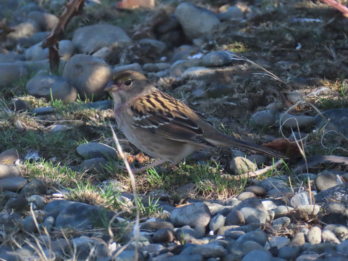 Golden-crowned Sparrow - ML609497279