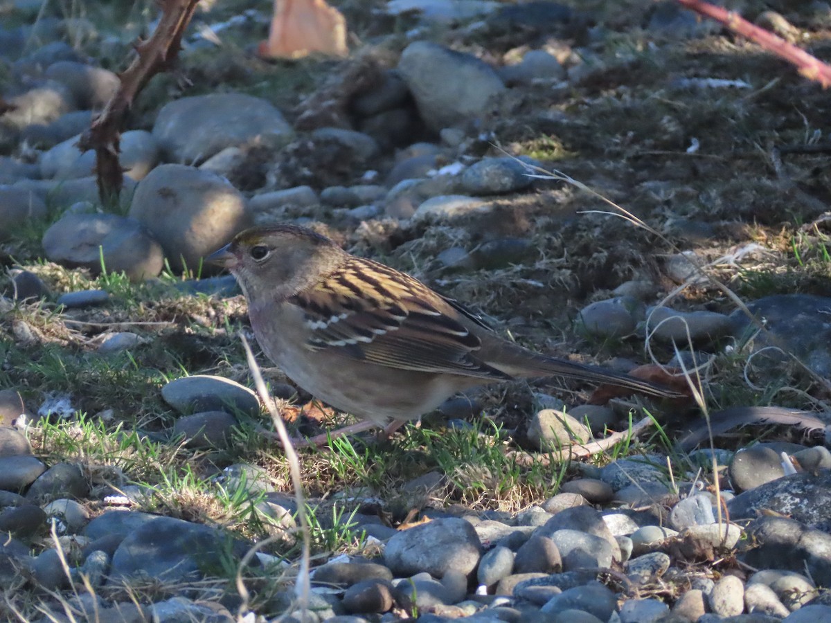 Golden-crowned Sparrow - ML609497290