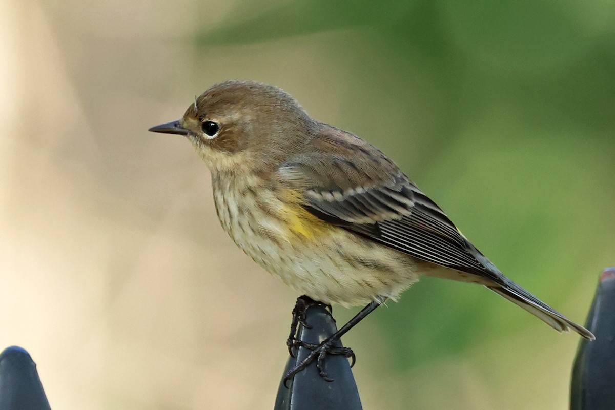 Yellow-rumped Warbler - ML609497326