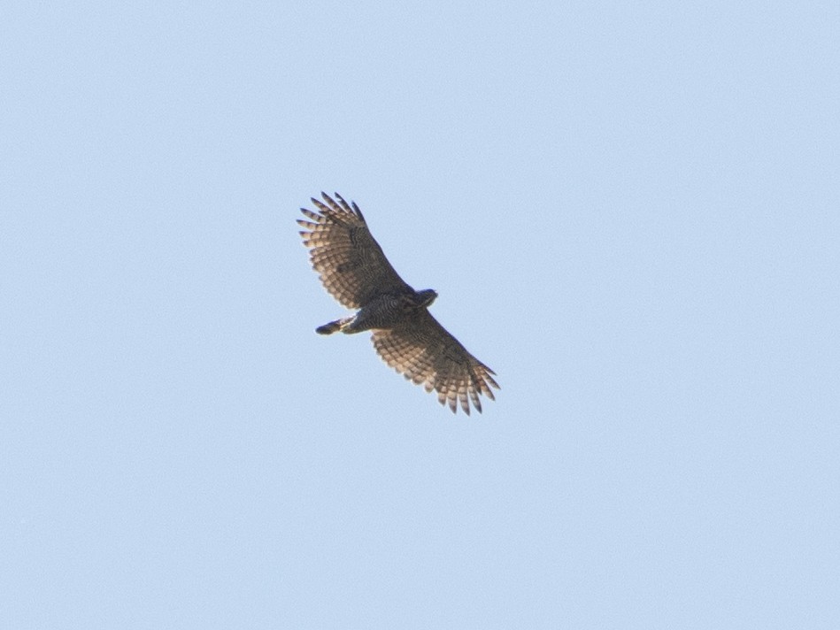 Sulawesi Hawk-Eagle - ML609497331