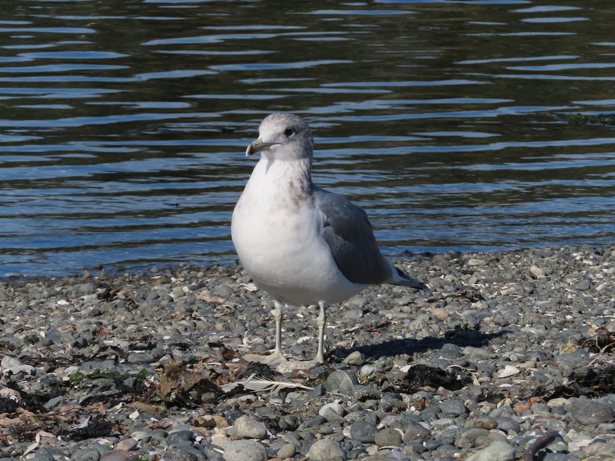 Gaviota Californiana - ML609497366