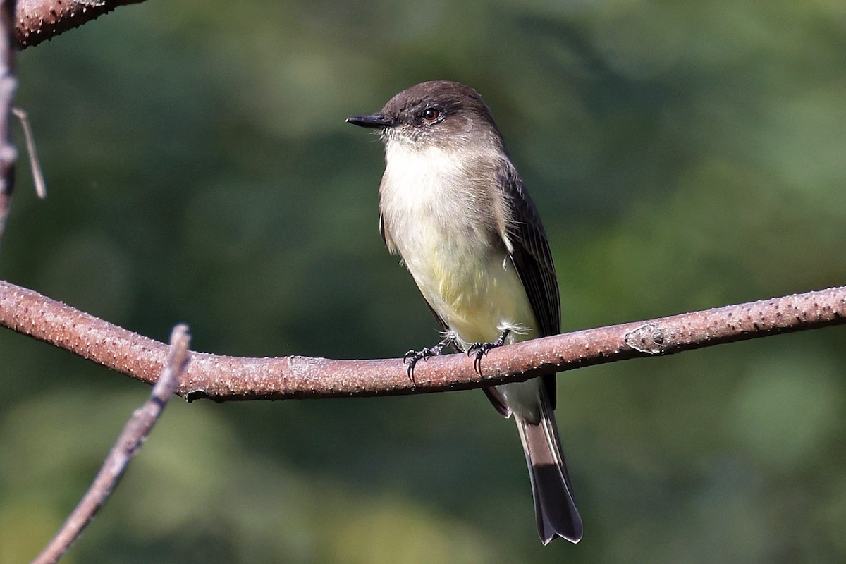 Eastern Phoebe - Ming P.