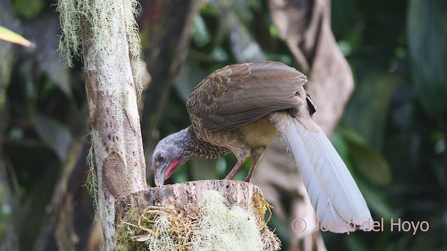 Chachalaca Colombiana - ML609497419