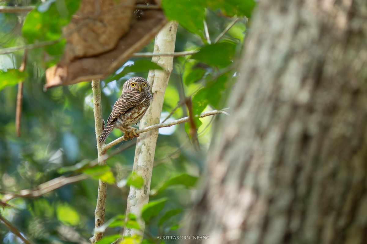 Collared Owlet - Kittakorn Inpang