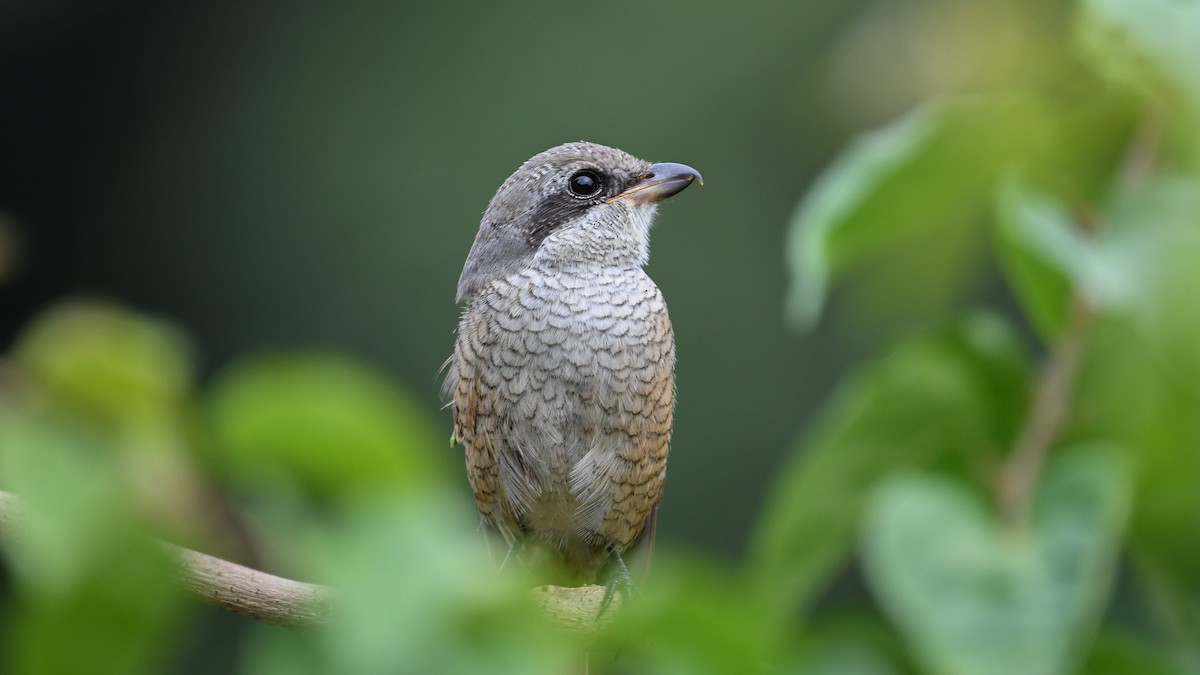 Gray-backed Shrike - ML609497479