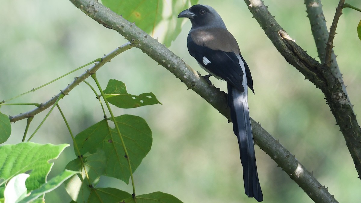 Gray Treepie - ML609497493