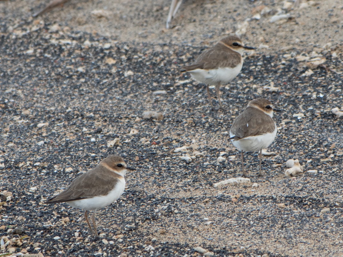 Siberian/Tibetan Sand-Plover - ML609497494