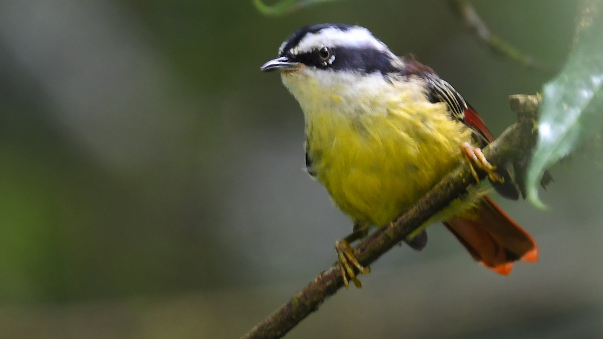 Red-tailed Minla - SAMRAT CHOWDHURY