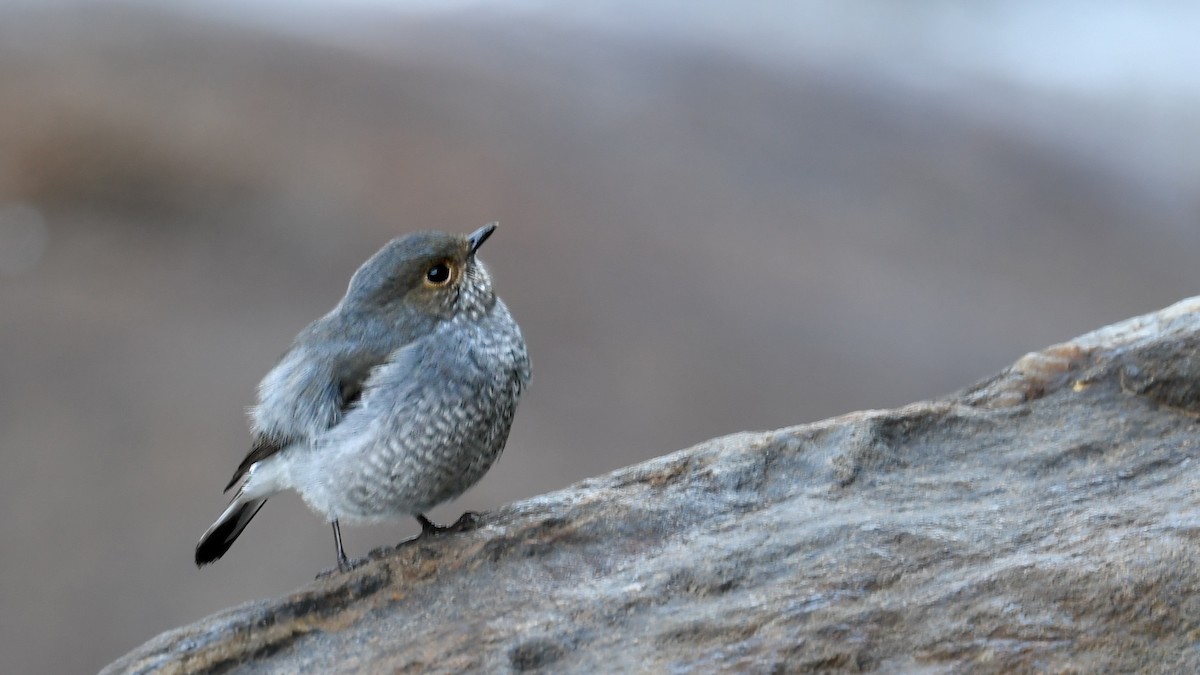 Plumbeous Redstart - ML609497511