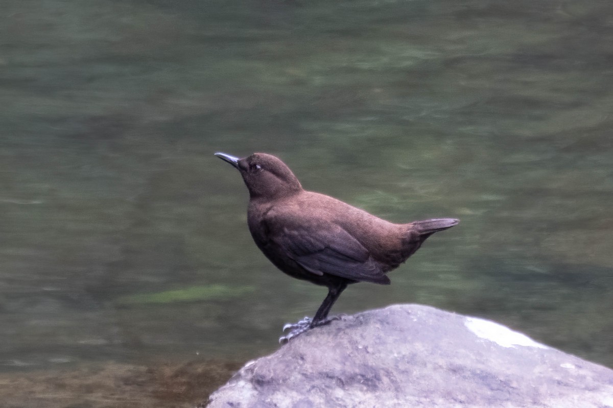 Brown Dipper - ML609497513