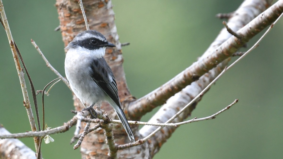 Gray Bushchat - ML609497548