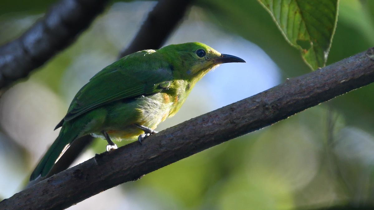 Golden-fronted Leafbird - SAMRAT CHOWDHURY