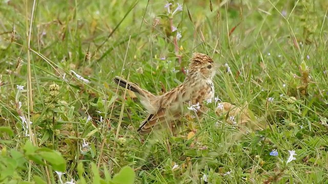 Indian Bushlark - ML609497590