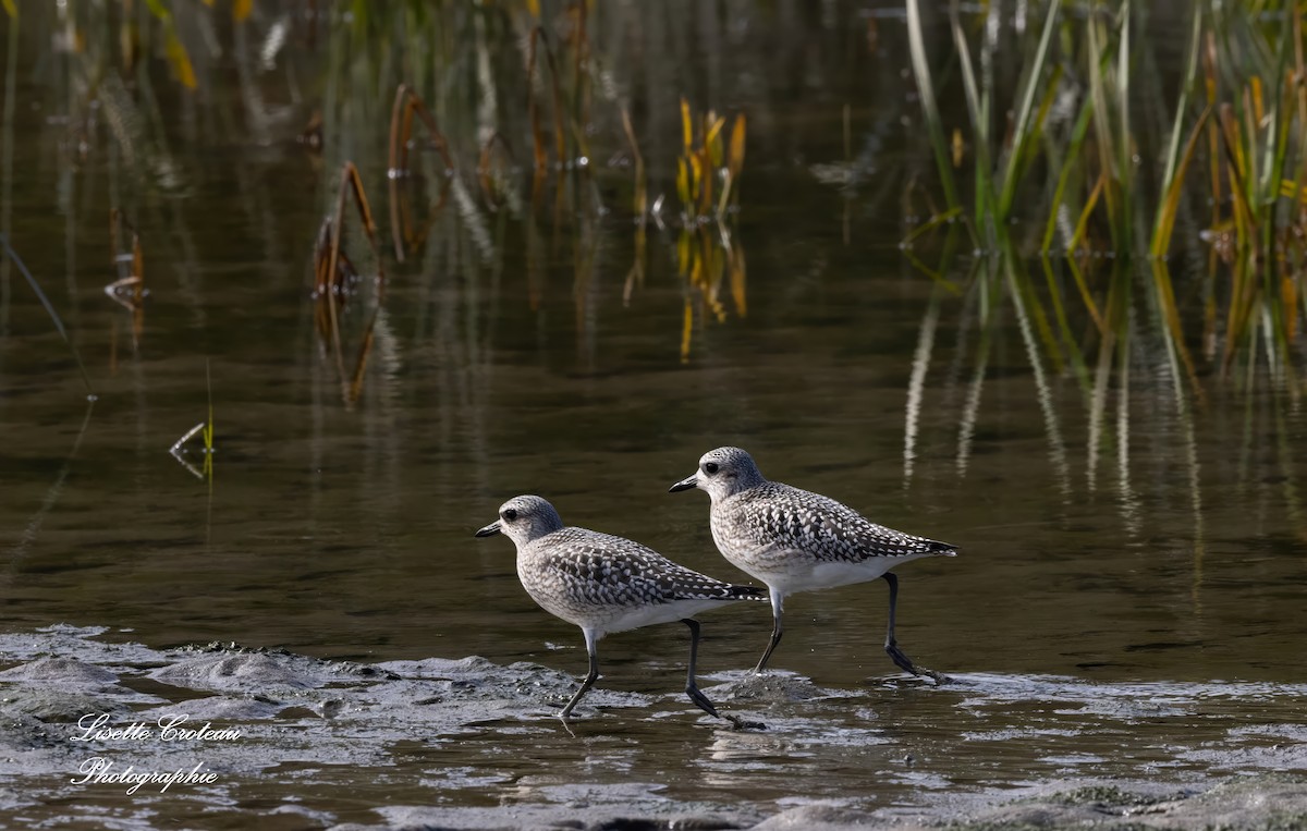 Black-bellied Plover - ML609497729