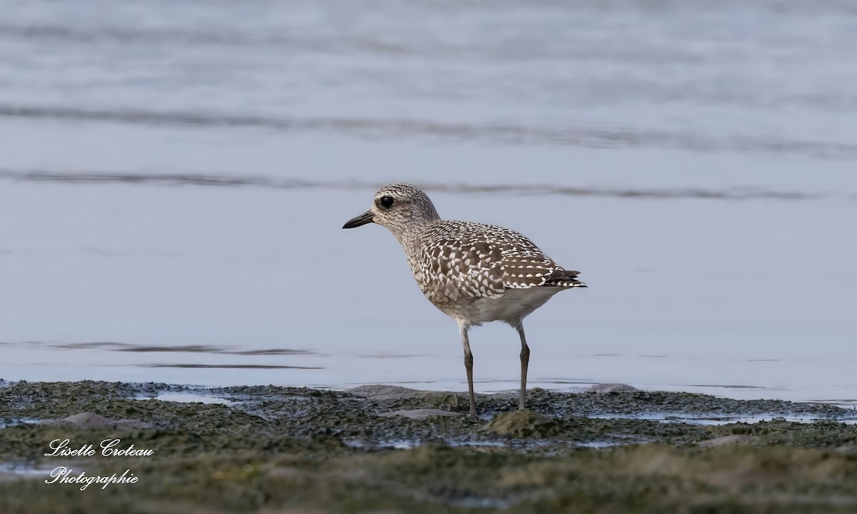 Black-bellied Plover - ML609497734