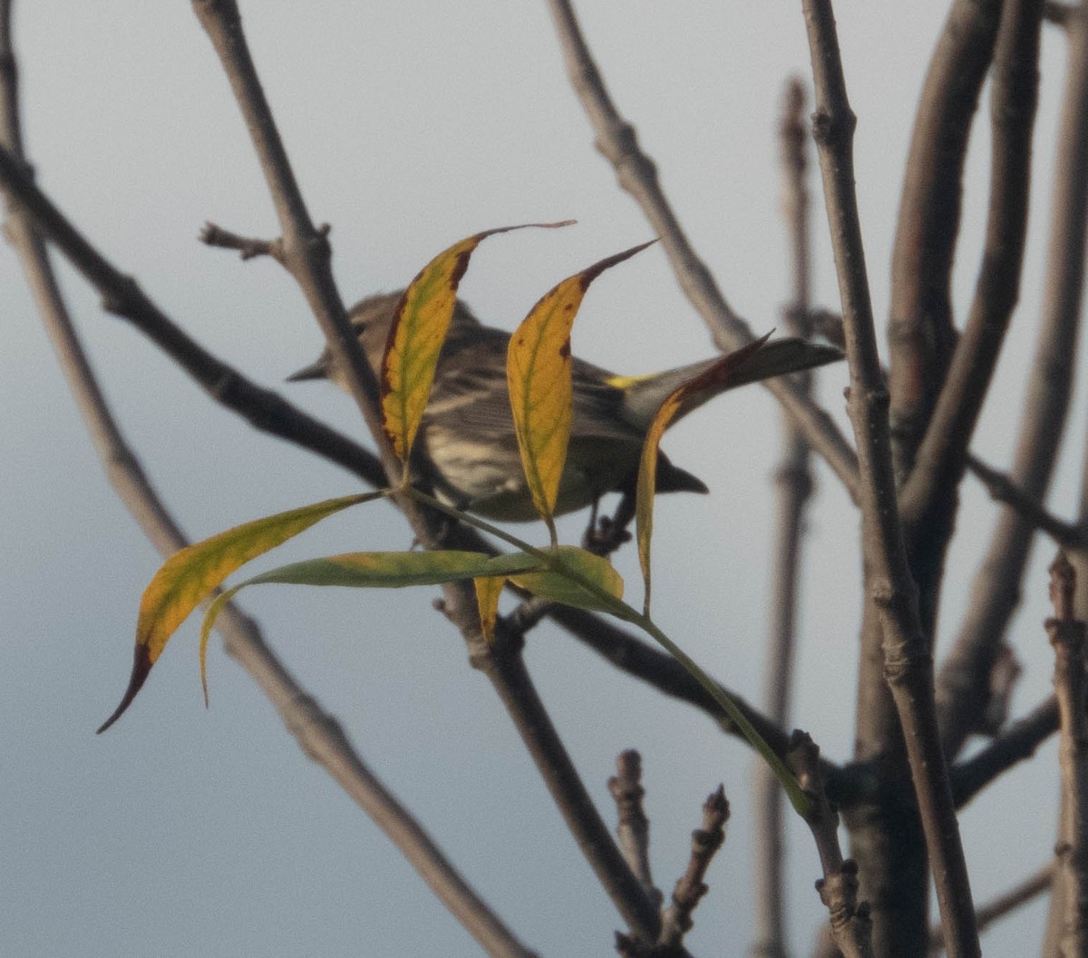 Yellow-rumped Warbler - Don Bemont