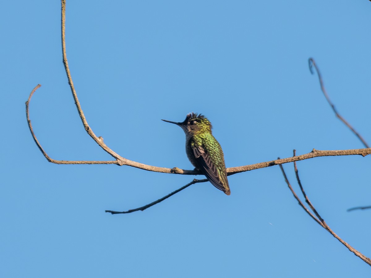 Green-backed Firecrown - Santiago Chávez