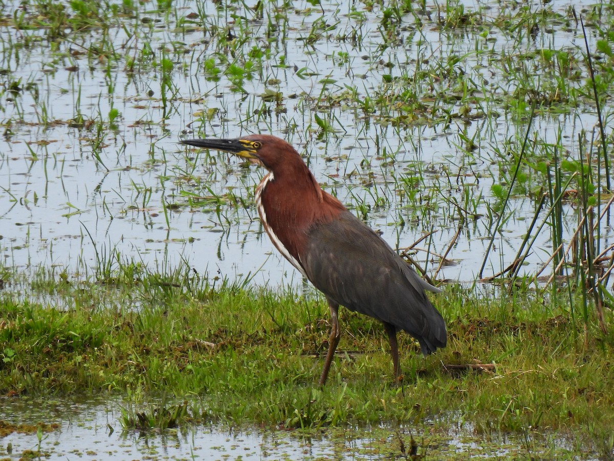 Rufescent Tiger-Heron - ML609498038