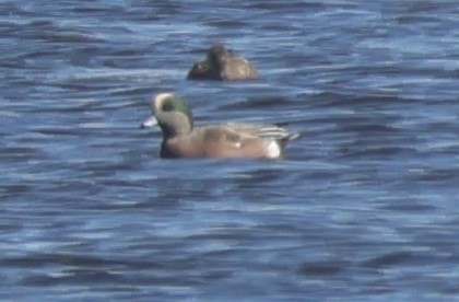 American Wigeon - ML609498049