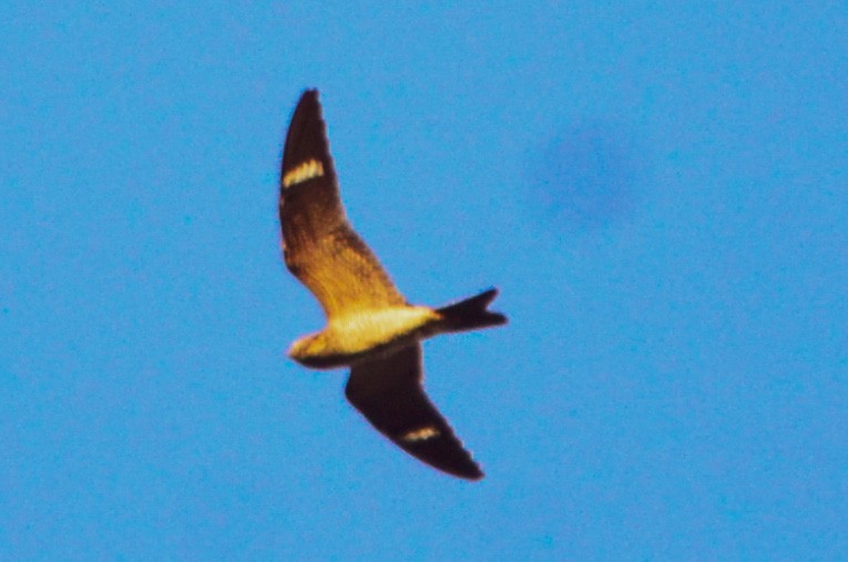 Common Nighthawk - Charlotte Khoo