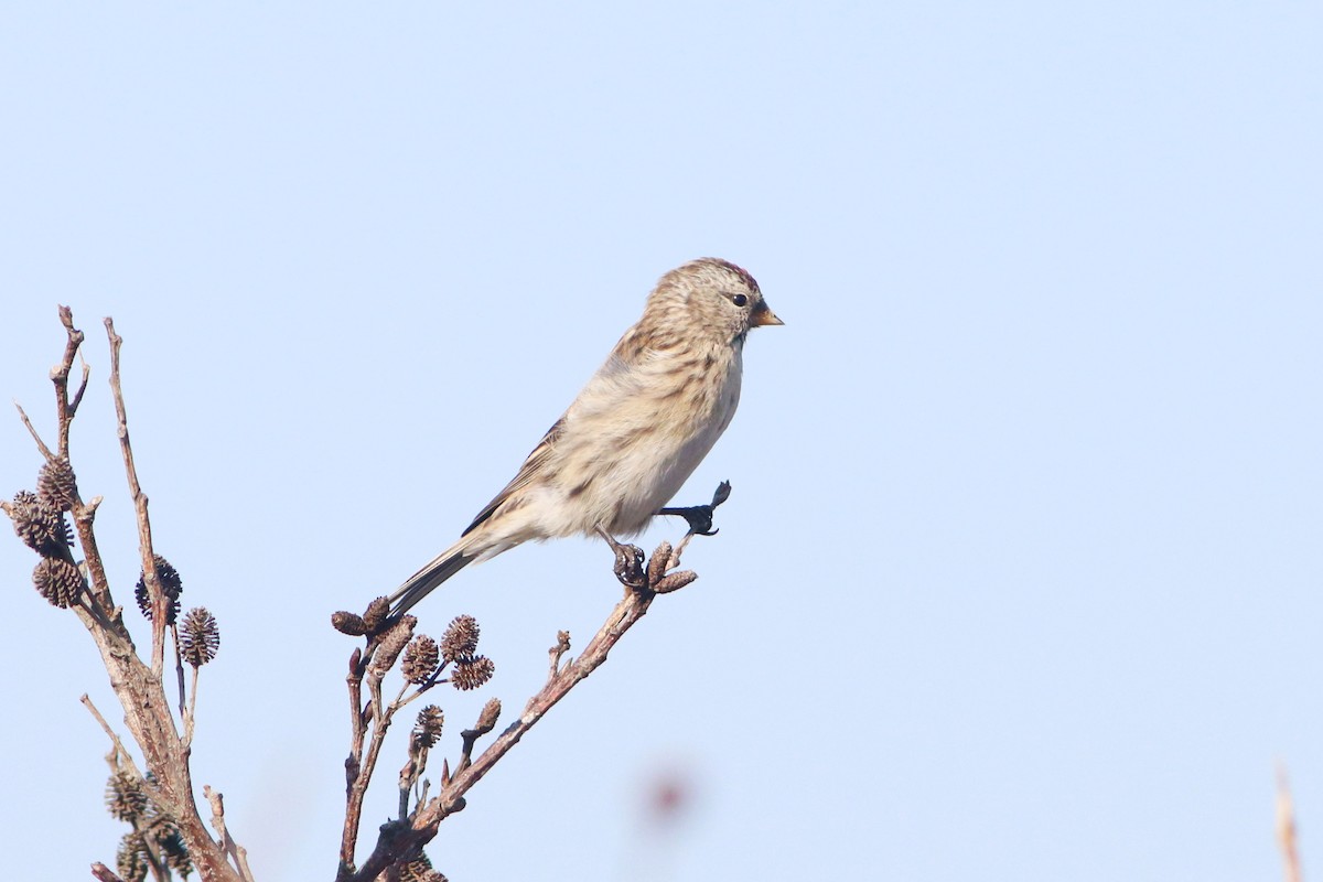 Hoary Redpoll - ML609498258