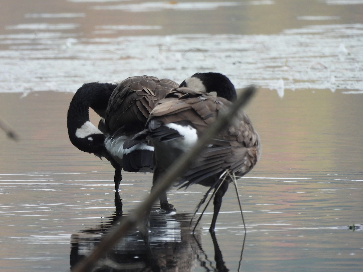 Canada Goose - ML609498271