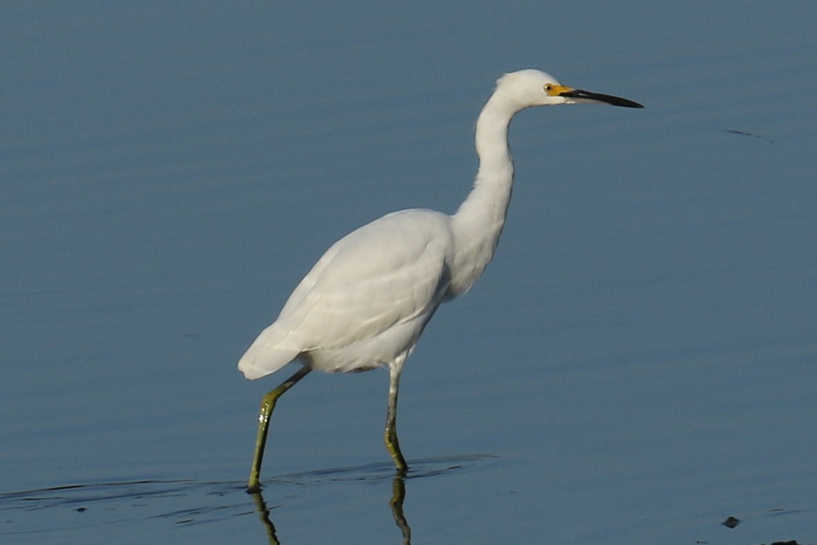 Snowy Egret - ML609498335