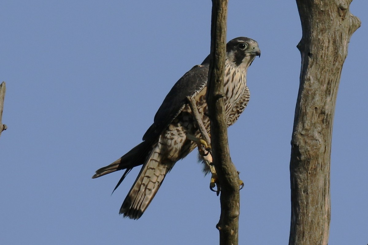 Peregrine Falcon - ML609498353