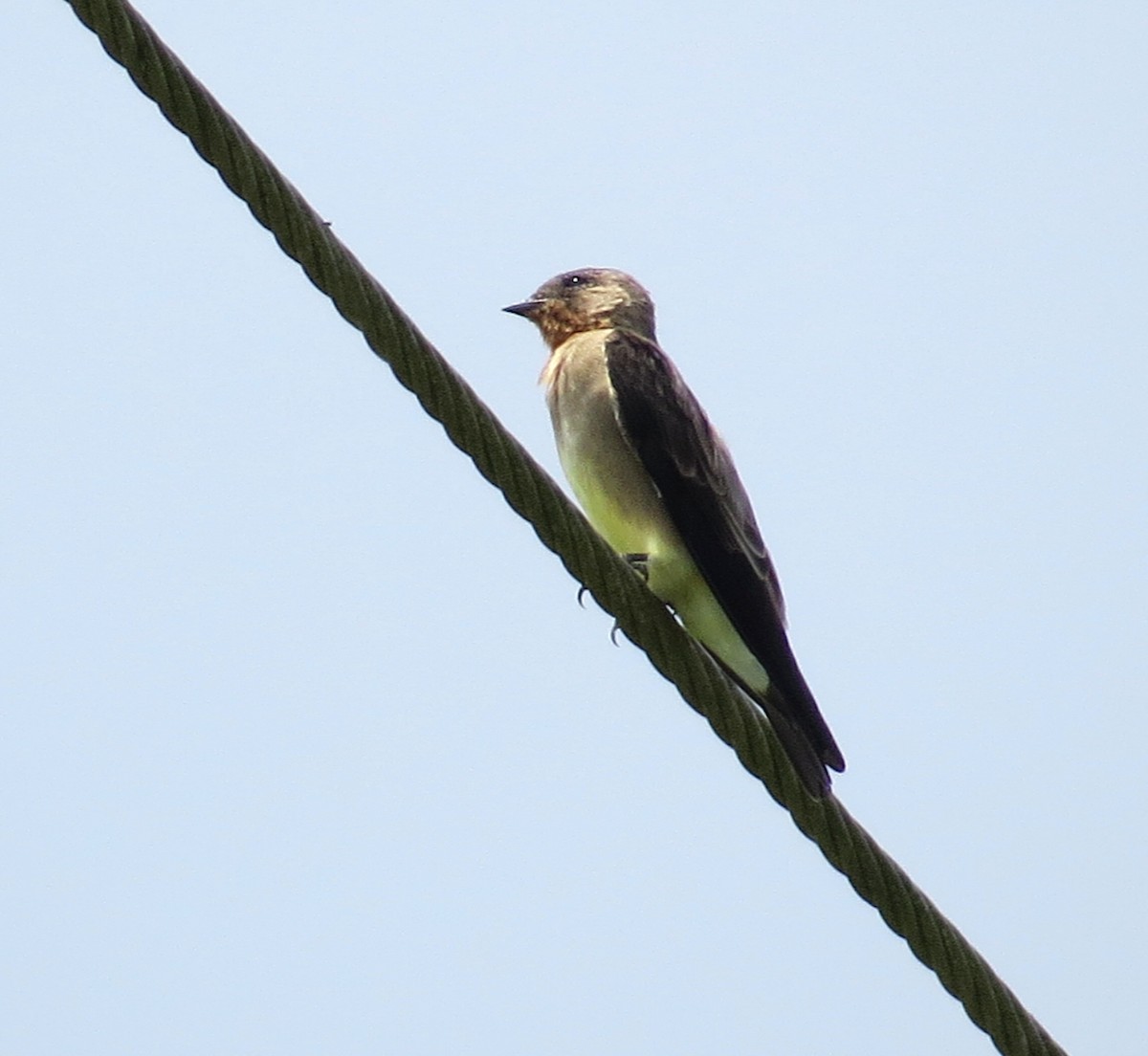Southern Rough-winged Swallow - ML609498377