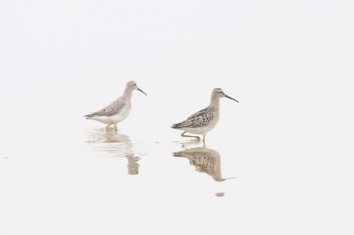 Stilt Sandpiper - Samuel Denault