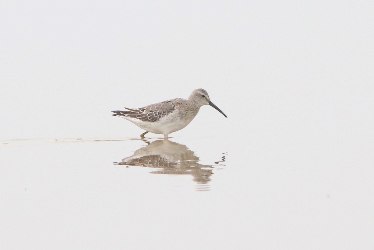 Stilt Sandpiper - Samuel Denault