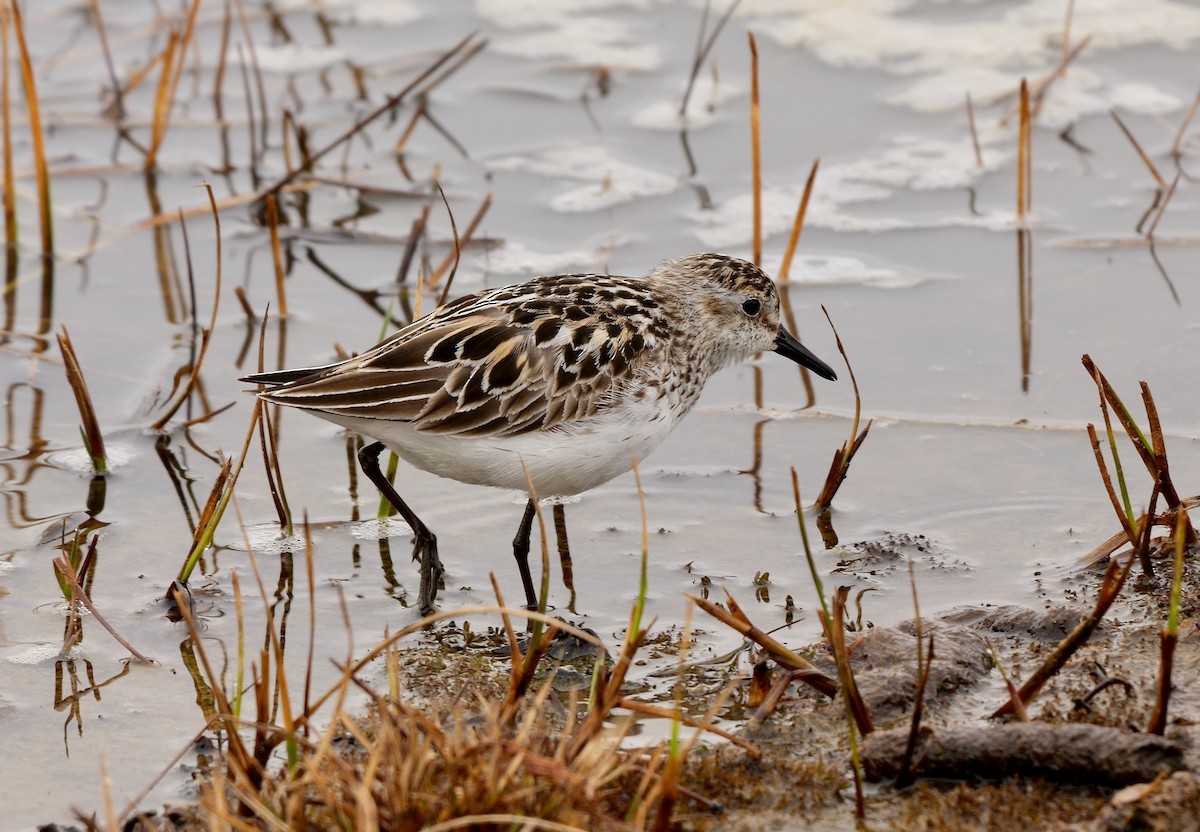 Semipalmated Sandpiper - Greg Baker