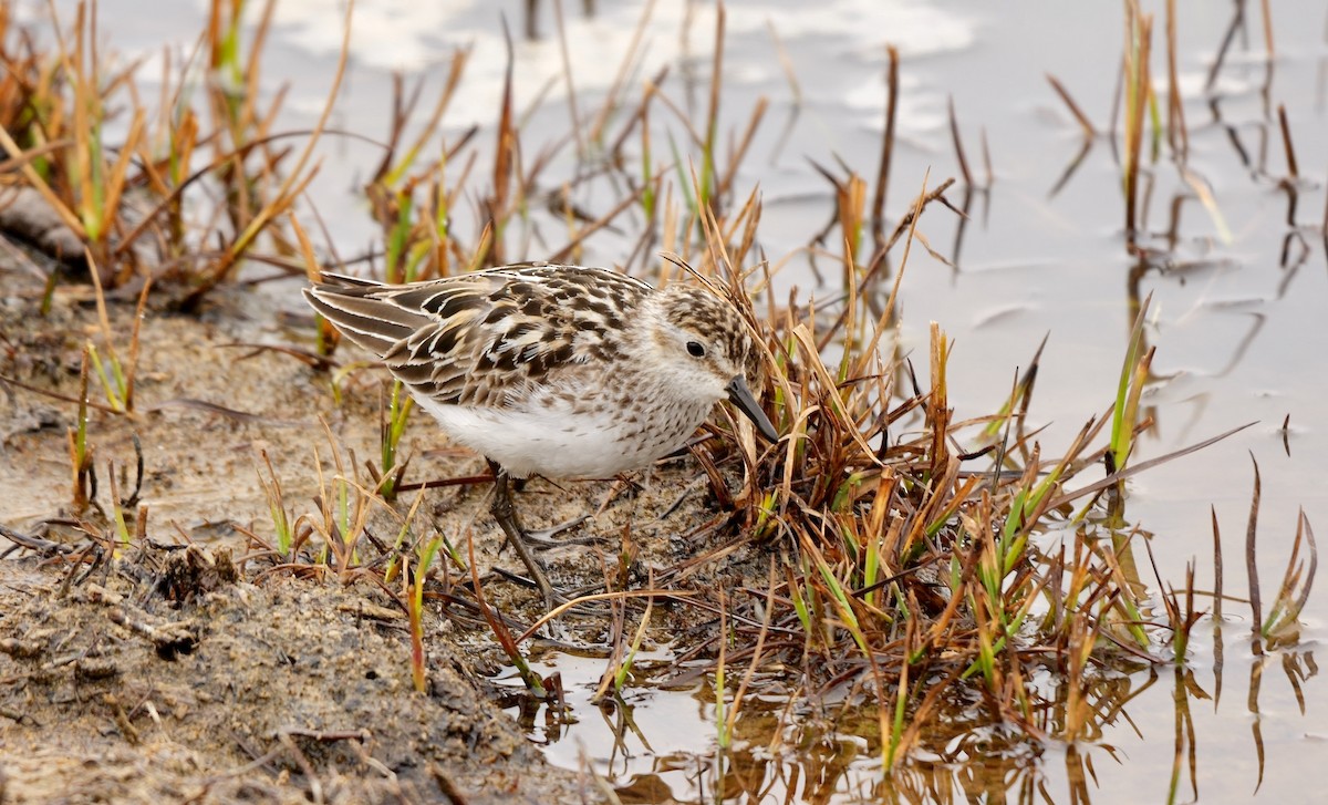 Semipalmated Sandpiper - Greg Baker