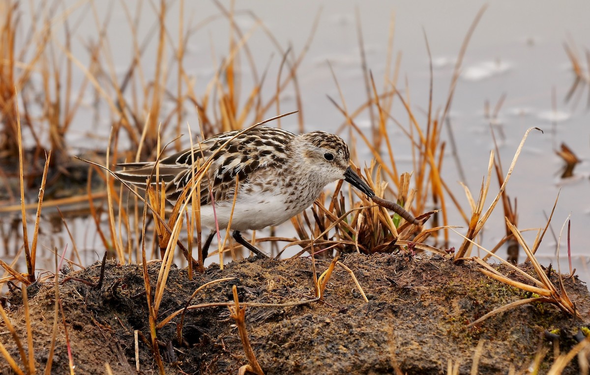 Semipalmated Sandpiper - Greg Baker