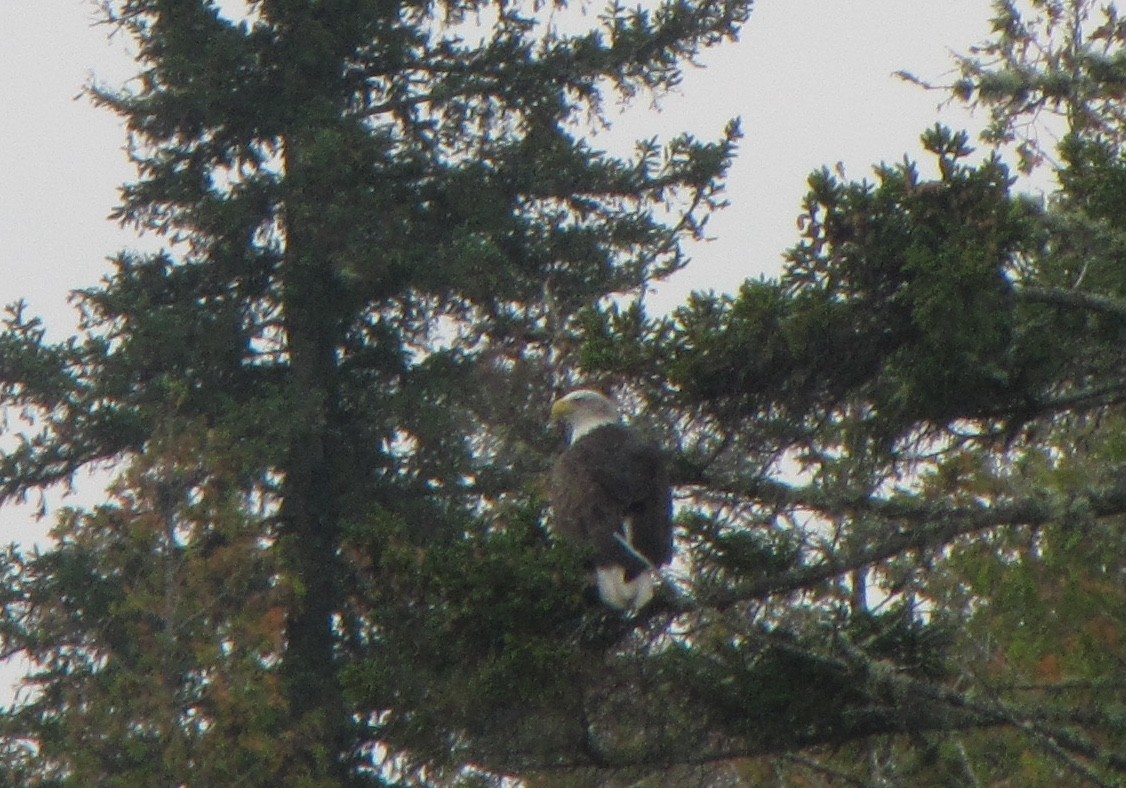 Bald Eagle - Joshua Sherwood