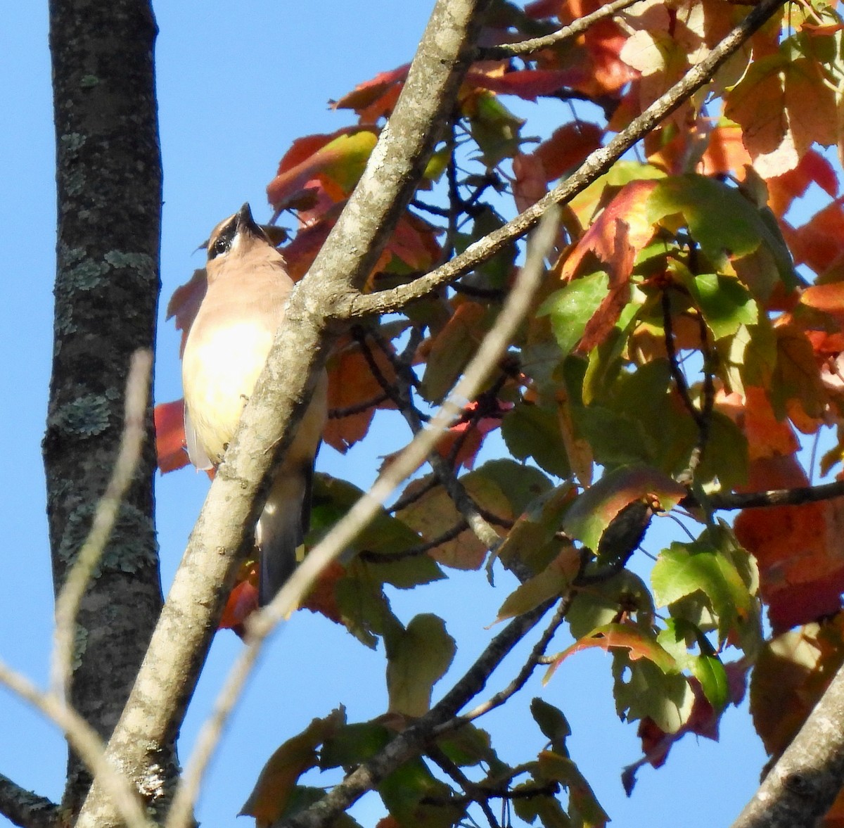 Cedar Waxwing - Lynne Harding